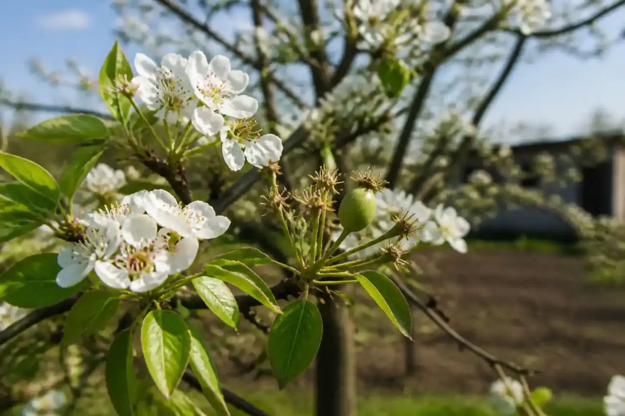 Fruitiers en fleurs dans un jardin nourricier haut de gamme baigné d'une lumière dorée